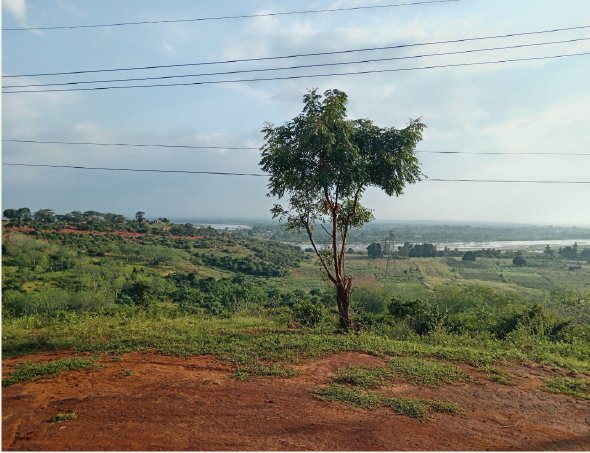 Orizzonti verdi in Kenya