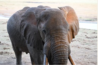 An elephant encounter