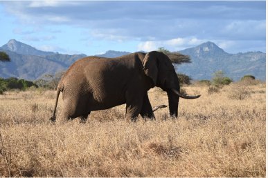 Elephant in the grassland