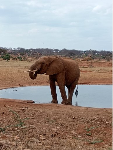 Elephant beside the water