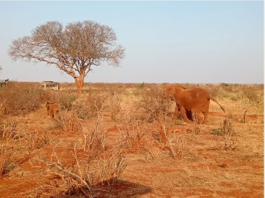 A tree on the open landscape