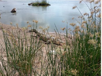 Water and reeds in Kenya