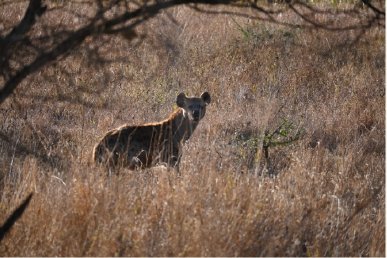 Wildlife among the grasses