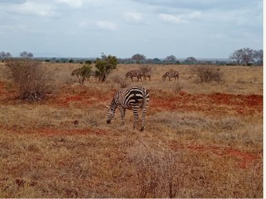 Zebras in the landscape